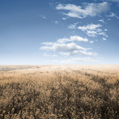 autumn fields