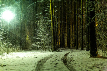 snowfall in the pine forest (in the Park) at night and beautiful fairy street lights