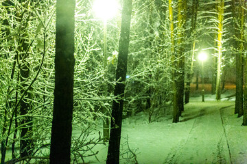 snowfall in the pine forest (in the Park) at night and beautiful fairy street lights