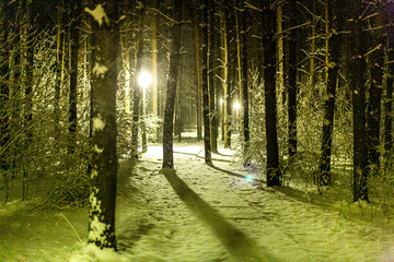 snowfall in the pine forest (in the Park) at night and beautiful fairy street lights