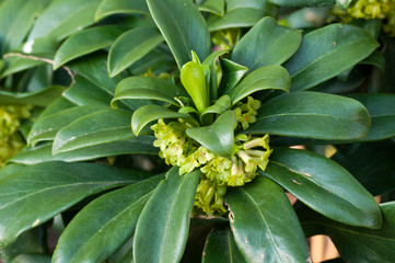 Invasive - Spurge Laurel (Daphne laureola). This invasive species is native to Europe and being...