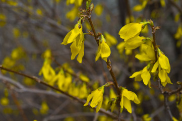 Border forsythia is an ornamental deciduous shrub of garden origin.Forsythia flowers in front of with green grass and blue sky. Golden Bell, Border Forsythia.