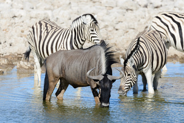 Wild african animals -gnu, kudu, orix, springbok, zebras drinking water in waterhole