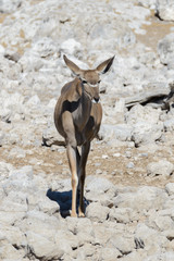 Wild kudu antelopes in the African savanna