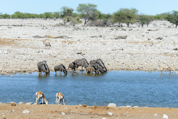 Wild gnu antelope in in African national park