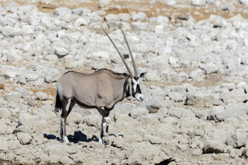 Wild oryx antelope in the African savannah