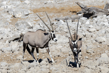 Wild oryx antelope in the African savannah