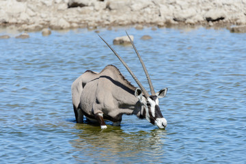 Wild oryx antelope in the African savannah