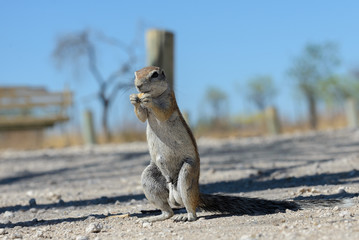 South African ground squirrel Xerus inauris sitting