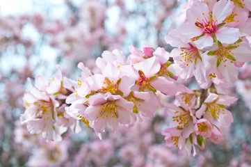 Blossoming almond tree branches, the background blurred.