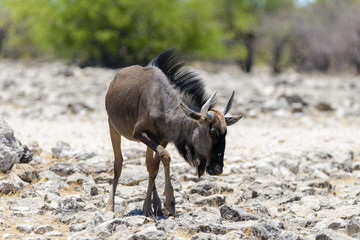 Wild gnu antelope in in African national park