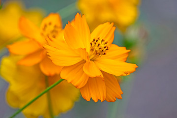 Orange zinnia flower