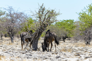 Naklejka na ściany i meble Wild gnu antelope in in African national park