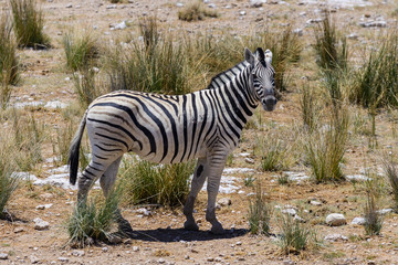 Wild zebra walking in the African savanna close up