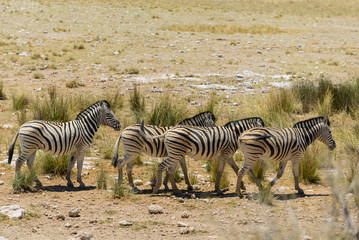 Obraz premium Wild zebras walking in the African savanna