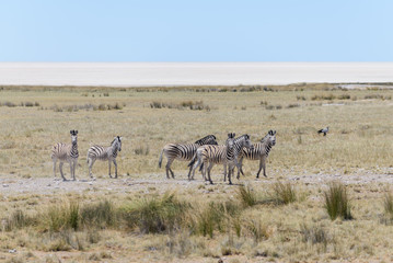 Naklejka na ściany i meble Wild zebras walking in the African savanna