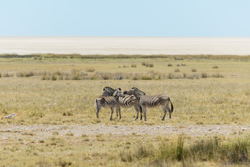Naklejka na ściany i meble Wild zebras walking in the African savanna