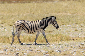 Wild zebra walking in the African savanna close up