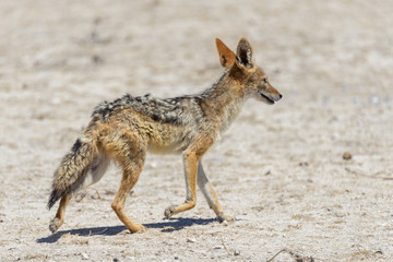 Wild jackal in the African savanna