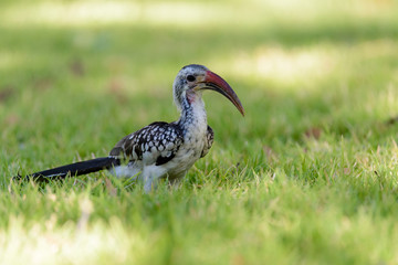 Yellow-billed Toko on the grass