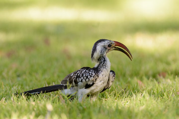 Yellow-billed Toko on the grass