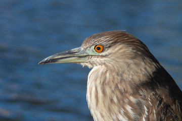 Night- Heron side view