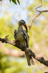 Yellow-billed Toko on the tree