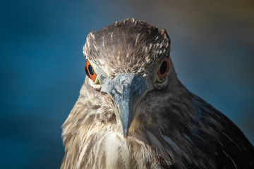 Night Heron Front