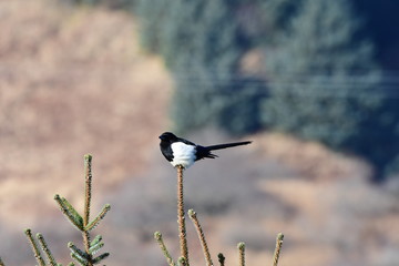 bird on a branch