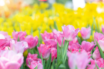 Colorful tulips in the flower garden