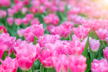 Colorful tulips in the flower garden