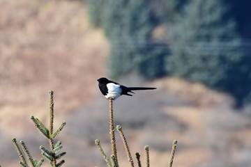 bird on branch