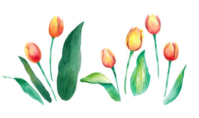 Colorful tulips, isolated on white background. Card for Mothers day, 8 March, wedding. Watercolor painting. 