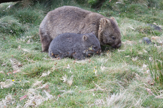 A mother Bare-nosed wombat (Vombatus ursinus) and her single young offspring graze on grass and sedge.