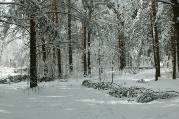 winter forest after a storm (hurricane, snowfall), fallen trees, broken branches