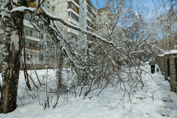 winter forest after a storm (hurricane, snowfall), fallen trees, broken branches