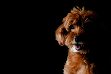 Partial portrait of adorable brown Toy Poodle dog looking and smiling to camera isolated on black background.