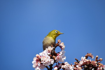 得意のポーズ～A good pose.