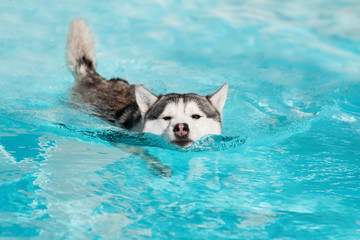 A angry mature Siberian husky male dog is swimming in a pool. He has grey and white fur and brown eyes. The water has an azure and blue color, with waves and splashes. It's a sunny summer day.