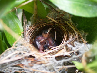 Close up Small twin Bird in the Nest in Bamboo Tree waiti for food from mom.