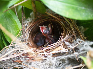 Close up Small twin Bird in the Nest in Bamboo Tree waiti for food from mom.