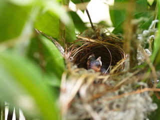 Close up Small twin Bird in the Nest in Bamboo Tree waiti for food from mom.