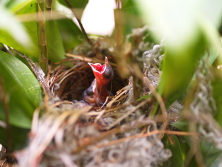 Close up Small twin Bird in the Nest in Bamboo Tree waiti for food from mom.