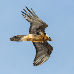 close view flying bearded vulture (gypaetus barbatus), blue sky, spread wings