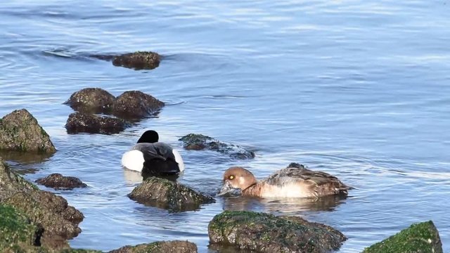 HD video of common goldeneye male and female ducks foraging for food. An aggressive and territorial duck found in the lakes and rivers of boreal forests across Canada and the northern U.S.