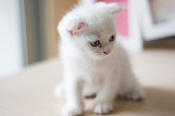 Closed up white kitten 