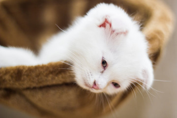 Closed up white kitten 