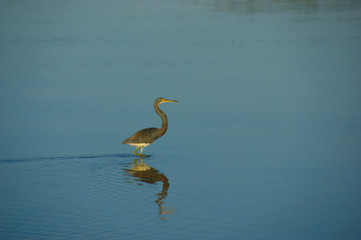 heron in blue water. heron is hunting in a lake with clear blue water