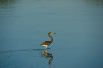 heron in blue water. heron is hunting in a lake with clear blue water
