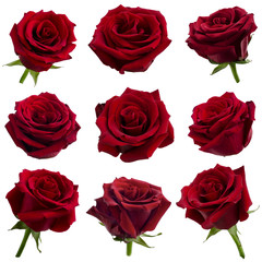 collage of red roses